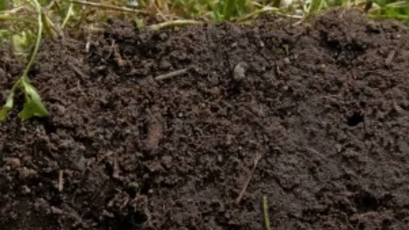 Fertilizante inteligente desenvolvido no Brasil promete regenerar solos e reduzir emissões no campo