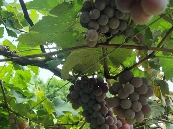 Goiás dobra produção de uvas em quatro anos e fortalece nova fronteira do vinho brasileiro