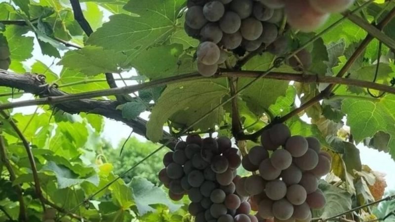 Goiás dobra produção de uvas em quatro anos e fortalece nova fronteira do vinho brasileiro