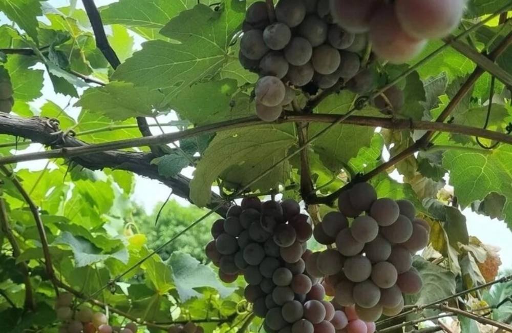 Goiás dobra produção de uvas em quatro anos e fortalece nova fronteira do vinho brasileiro
