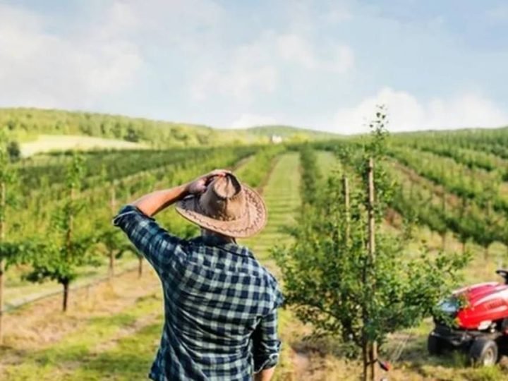 Governo avalia mudanças no Pronaf para ampliar acesso de agricultores familiares ao crédito