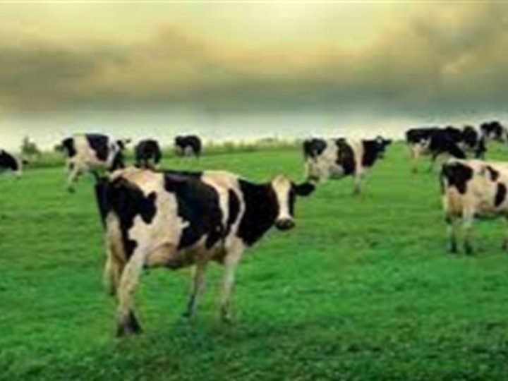 Homeopatia ganha espaço como aliada no manejo do rebanho durante o inverno