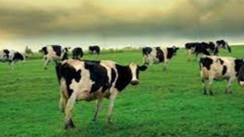Homeopatia ganha espaço como aliada no manejo do rebanho durante o inverno