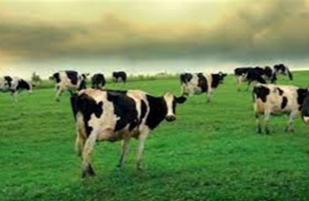 Homeopatia ganha espaço como aliada no manejo do rebanho durante o inverno