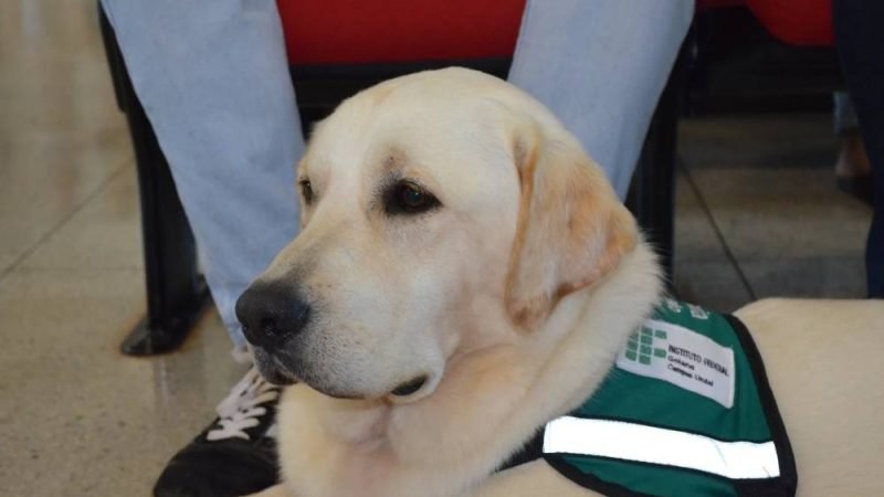 IF Goiano abre cadastro para pessoas com deficiência visual interessadas em receber cão-guia
