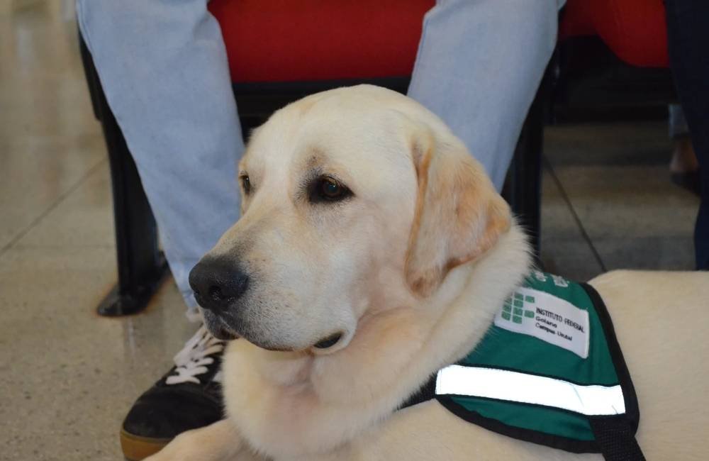 IF Goiano abre cadastro para pessoas com deficiência visual interessadas em receber cão-guia