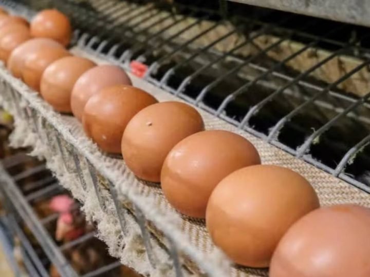 Inteligência Artificial pode transformar produção de ovos e reduzir descarte de pintinhos machos