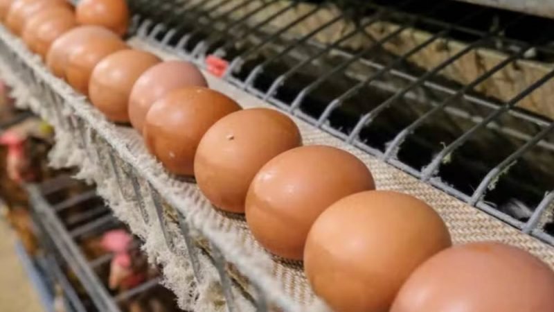 Inteligência Artificial pode transformar produção de ovos e reduzir descarte de pintinhos machos