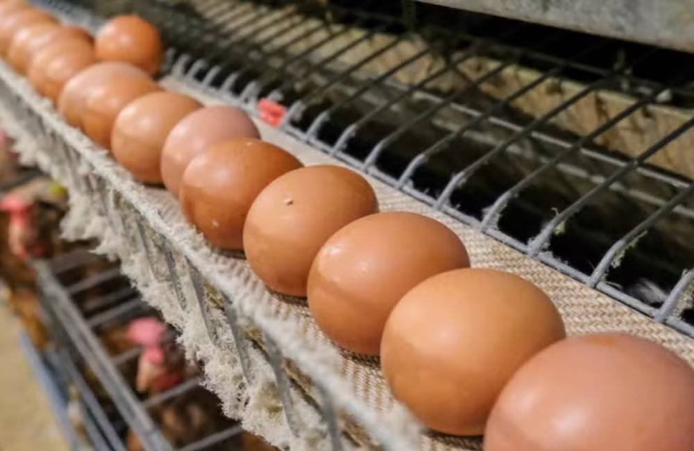 Inteligência Artificial pode transformar produção de ovos e reduzir descarte de pintinhos machos