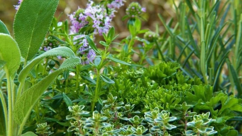 Jataí abre inscrições para curso gratuito de cultivo orgânico de plantas medicinais