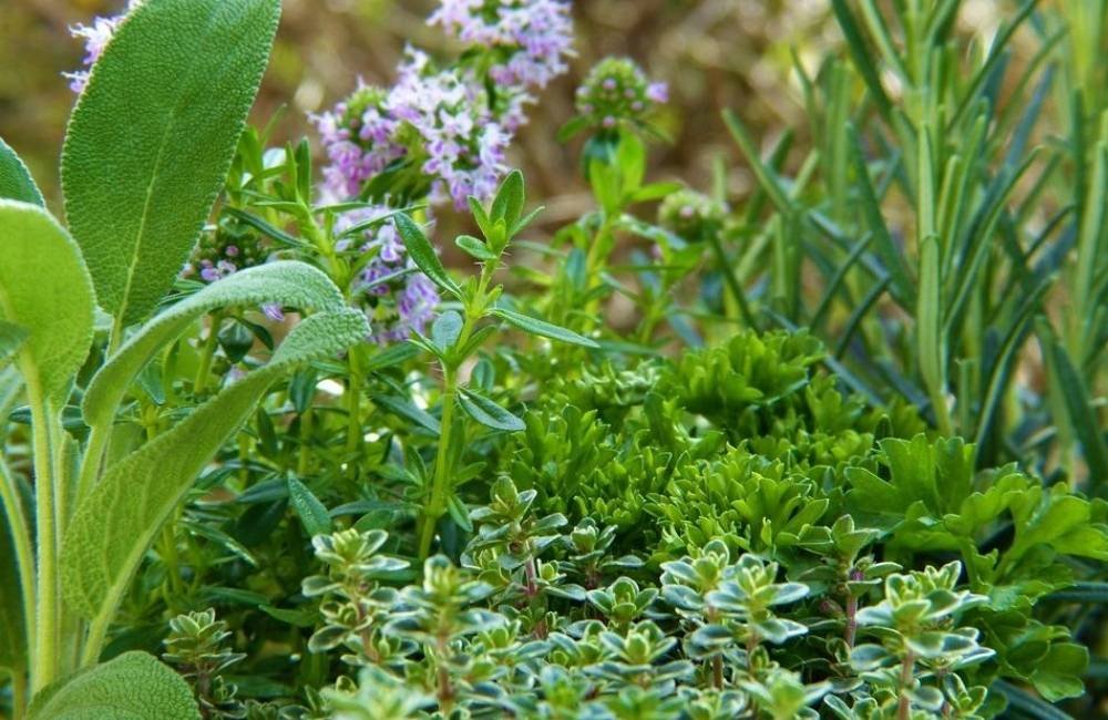 Jataí abre inscrições para curso gratuito de cultivo orgânico de plantas medicinais