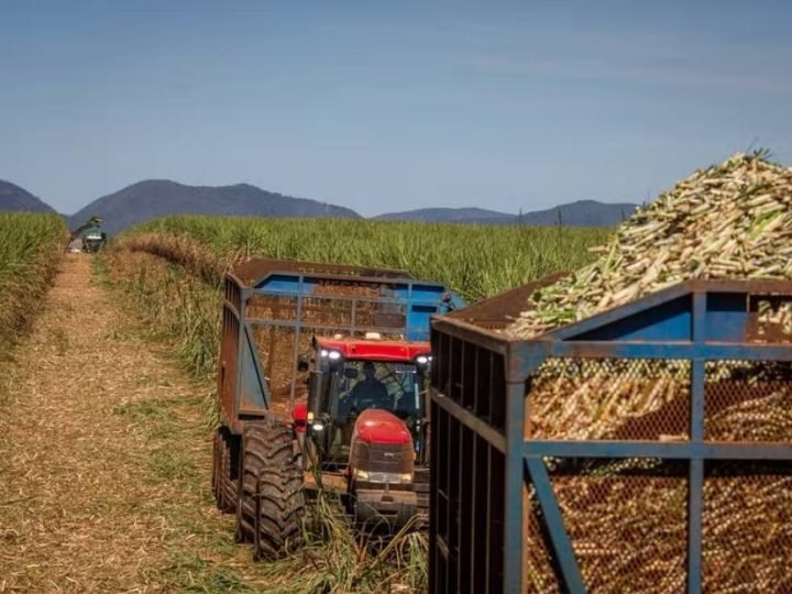 Mercado mundial de açúcar entra em alerta com déficit previsto de 1,7 milhão de toneladas