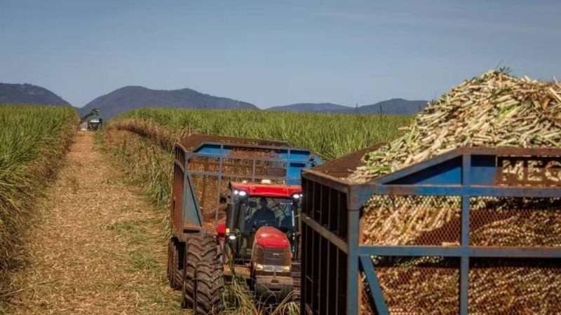 Mercado mundial de açúcar entra em alerta com déficit previsto de 1,7 milhão de toneladas