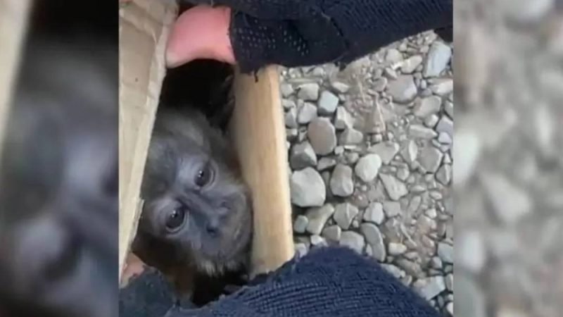Motorista é flagrado transportando animais silvestres em caixas sem ventilação em rodovia de Goiás
