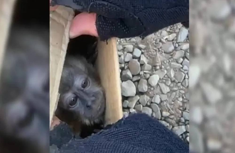 Motorista é flagrado transportando animais silvestres em caixas sem ventilação em rodovia de Goiás