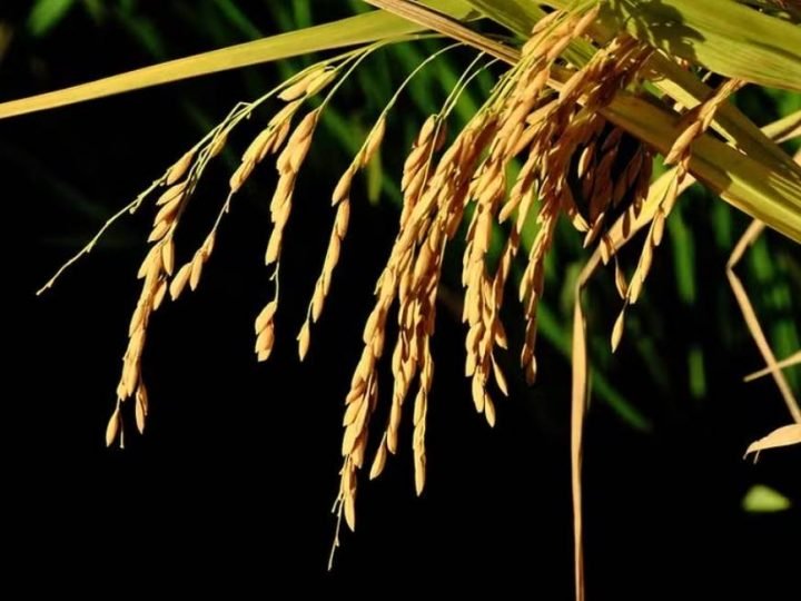 Mudanças climáticas podem dobrar perdas na produção de arroz, alerta estudo internacional