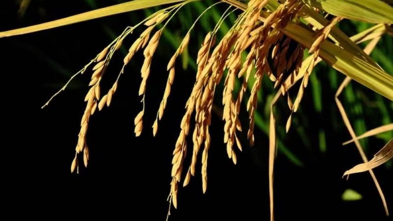 Mudanças climáticas podem dobrar perdas na produção de arroz, alerta estudo internacional