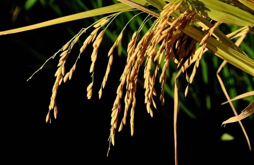 Mudanças climáticas podem dobrar perdas na produção de arroz, alerta estudo internacional