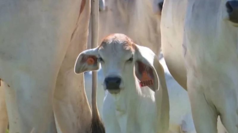 Nova pesquisa acende alerta sobre antiparasitário e aponta alternativa contra a bicheira em bezerros