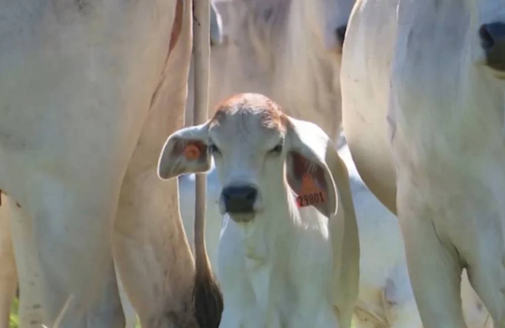 Nova pesquisa acende alerta sobre antiparasitário e aponta alternativa contra a bicheira em bezerros