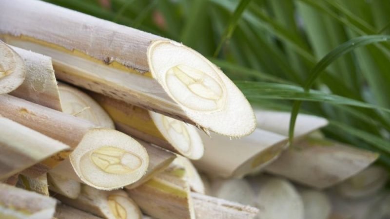 Pesquisa brasileira encontra aliado natural contra doença que ameaça plantações de palmito pupunha