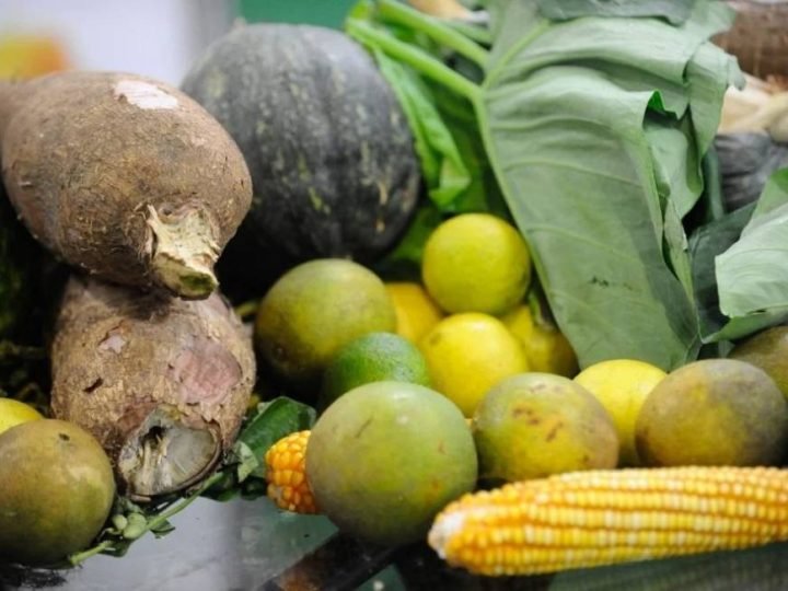 Plano Safra reduz juros para produção orgânica e fortalece agricultura familiar