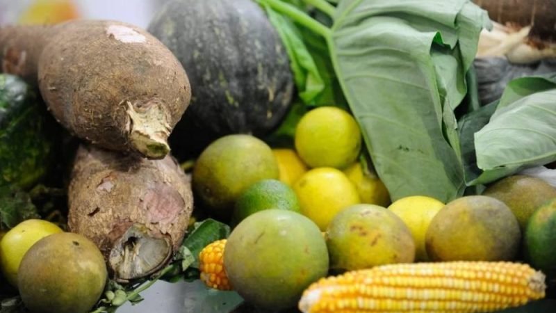 Plano Safra reduz juros para produção orgânica e fortalece agricultura familiar