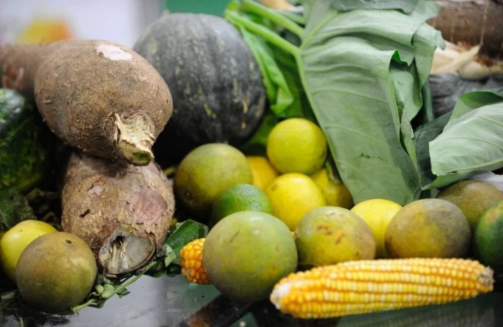 Plano Safra reduz juros para produção orgânica e fortalece agricultura familiar