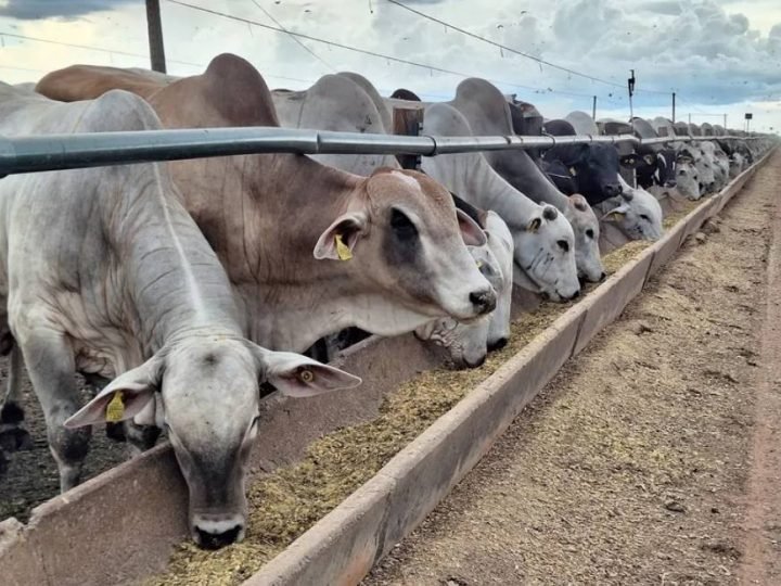Preço da carne deve seguir elevado mesmo com mudanças nas exportações, apontam especialistas