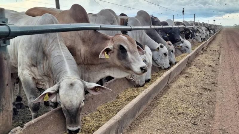 Preço da carne deve seguir elevado mesmo com mudanças nas exportações, apontam especialistas