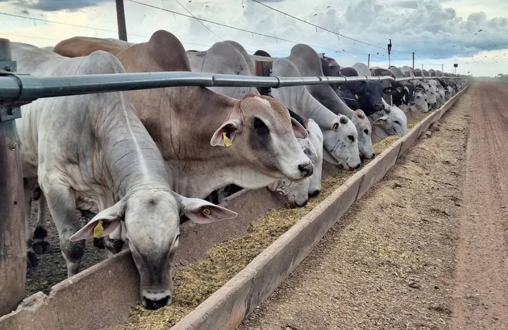 Preço da carne deve seguir elevado mesmo com mudanças nas exportações, apontam especialistas