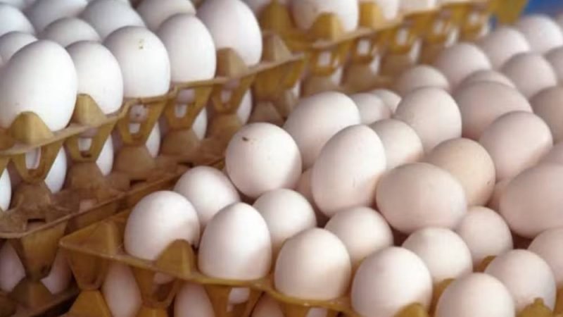 Preço dos ovos cai ao menor nível para julho em sete anos