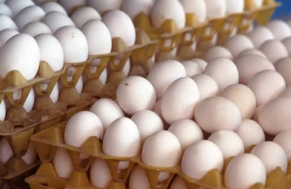 Preço dos ovos cai ao menor nível para julho em sete anos