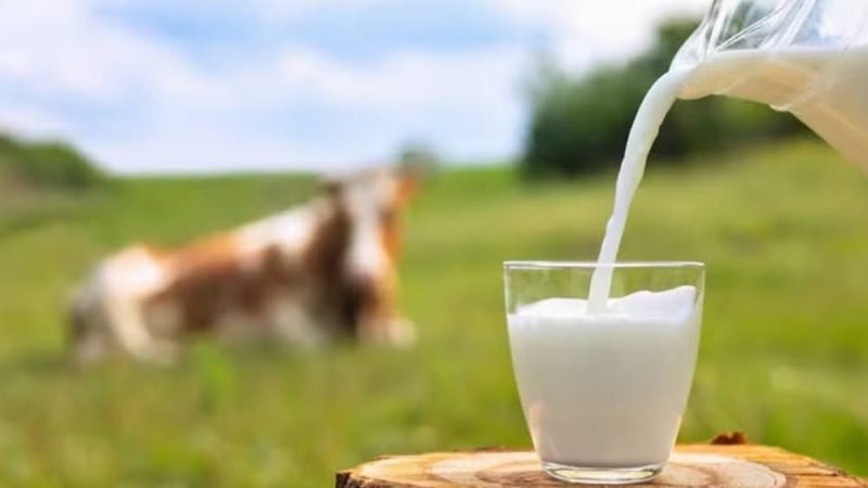 Preço mínimo para o leite? Projeto promete dar mais segurança ao produtor rural