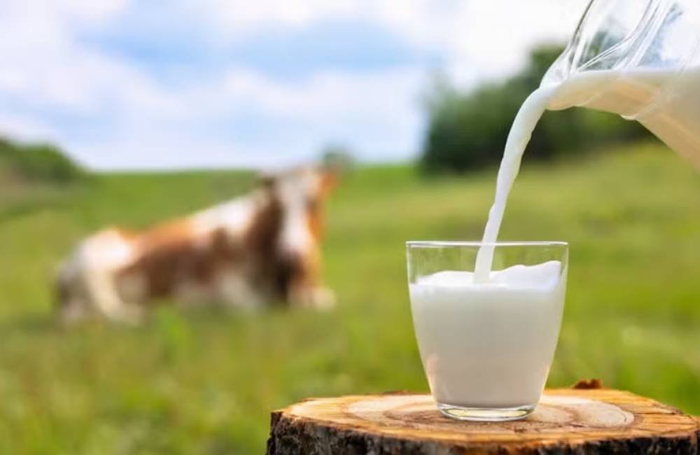 Preço mínimo para o leite? Projeto promete dar mais segurança ao produtor rural