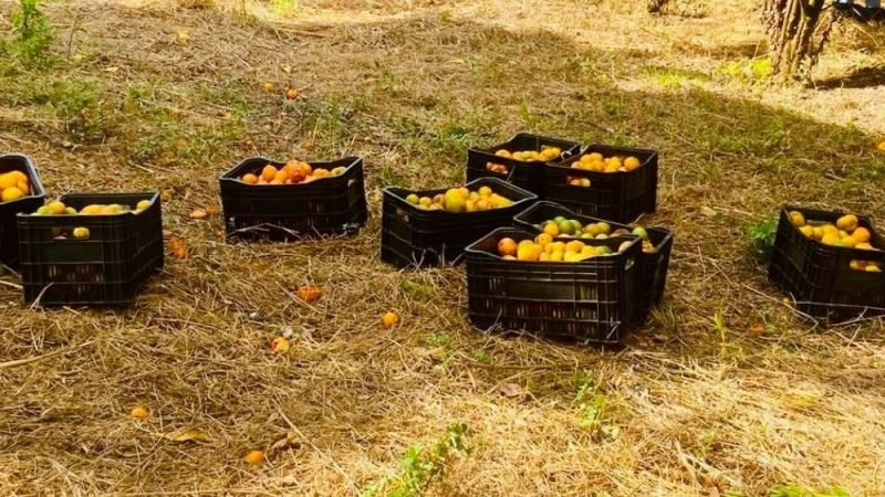 Produtor rural doa frutas ao Banco de Alimentos de Jataí e ajuda famílias em situação de vulnerabilidade