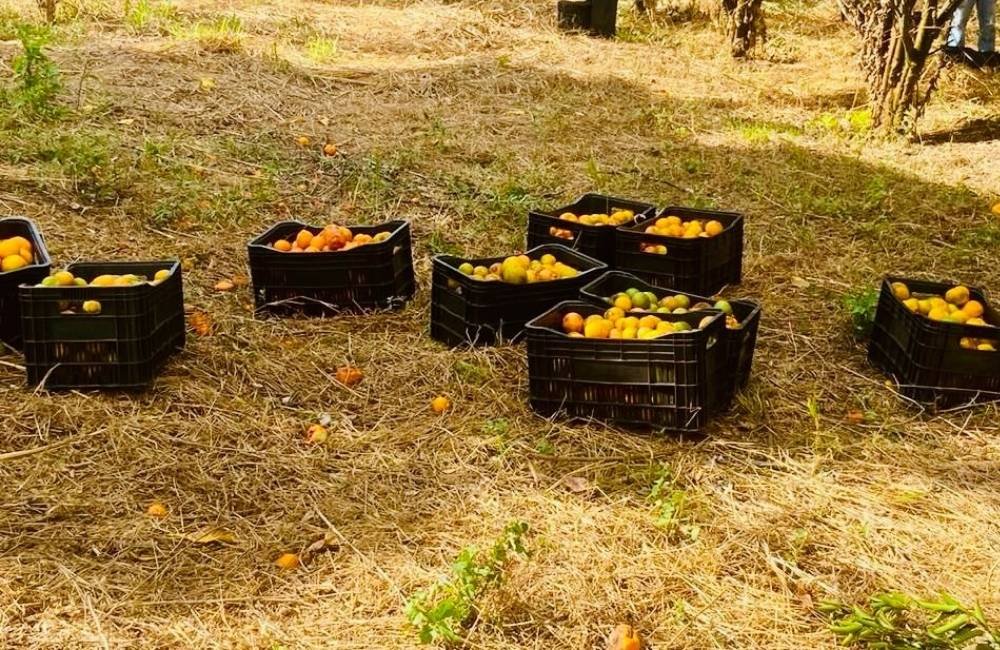 Produtor rural doa frutas ao Banco de Alimentos de Jataí e ajuda famílias em situação de vulnerabilidade