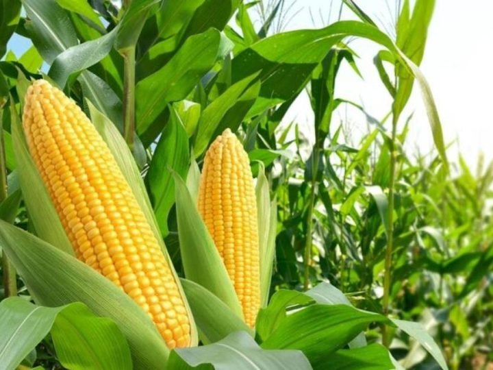 Quebra na safra acende alerta em Goiás: produção de grãos deve cair 11,2%, aponta Conab