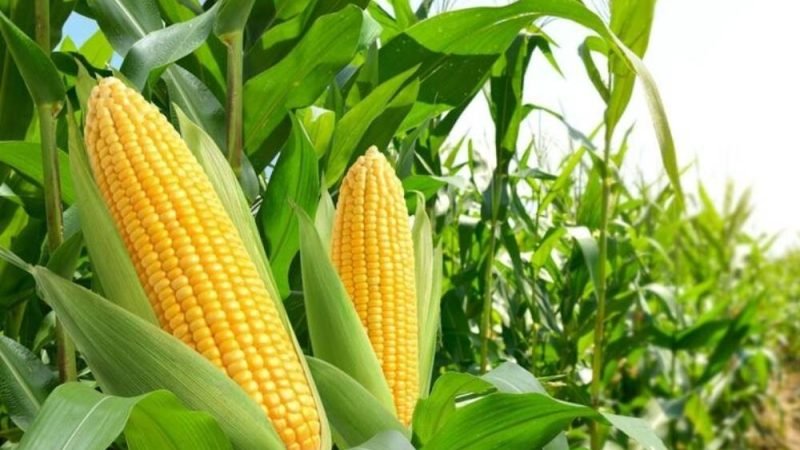 Quebra na safra acende alerta em Goiás: produção de grãos deve cair 11,2%, aponta Conab