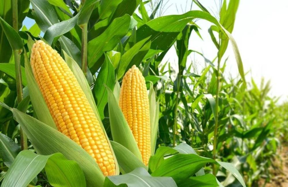 Quebra na safra acende alerta em Goiás: produção de grãos deve cair 11,2%, aponta Conab
