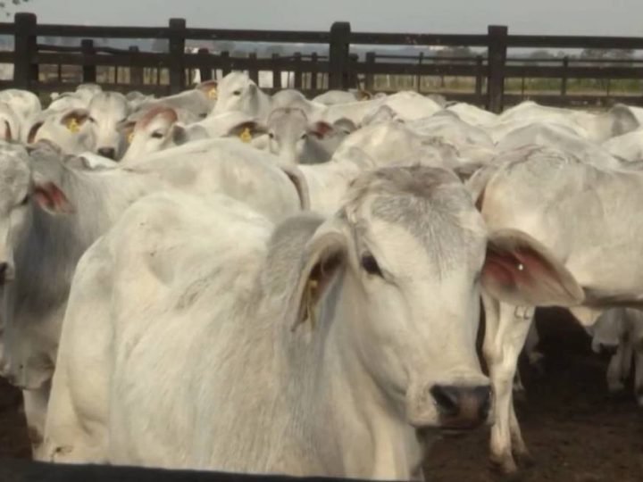 Rastreabilidade da carne ganha força e deve transformar a pecuária brasileira