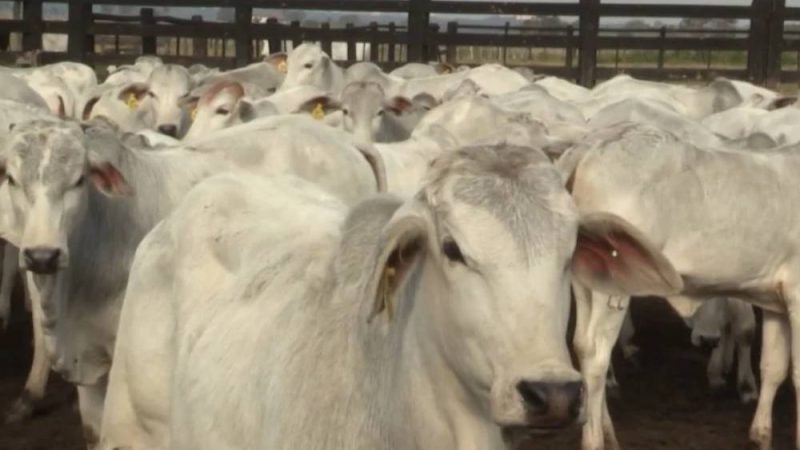 Rastreabilidade da carne ganha força e deve transformar a pecuária brasileira