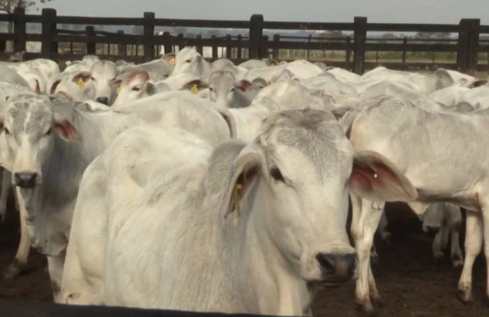 Rastreabilidade da carne ganha força e deve transformar a pecuária brasileira