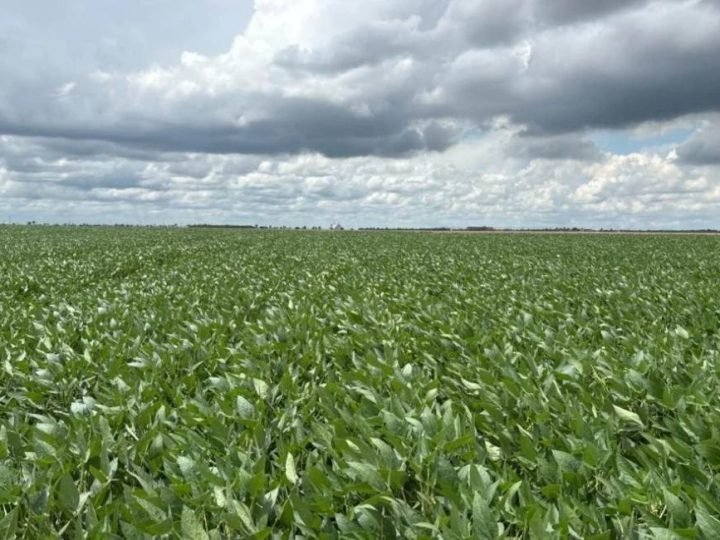 Remineralizador pode elevar produtividade da soja em até 12 sacas por hectare, aponta estudo
