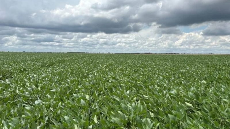 Remineralizador pode elevar produtividade da soja em até 12 sacas por hectare, aponta estudo