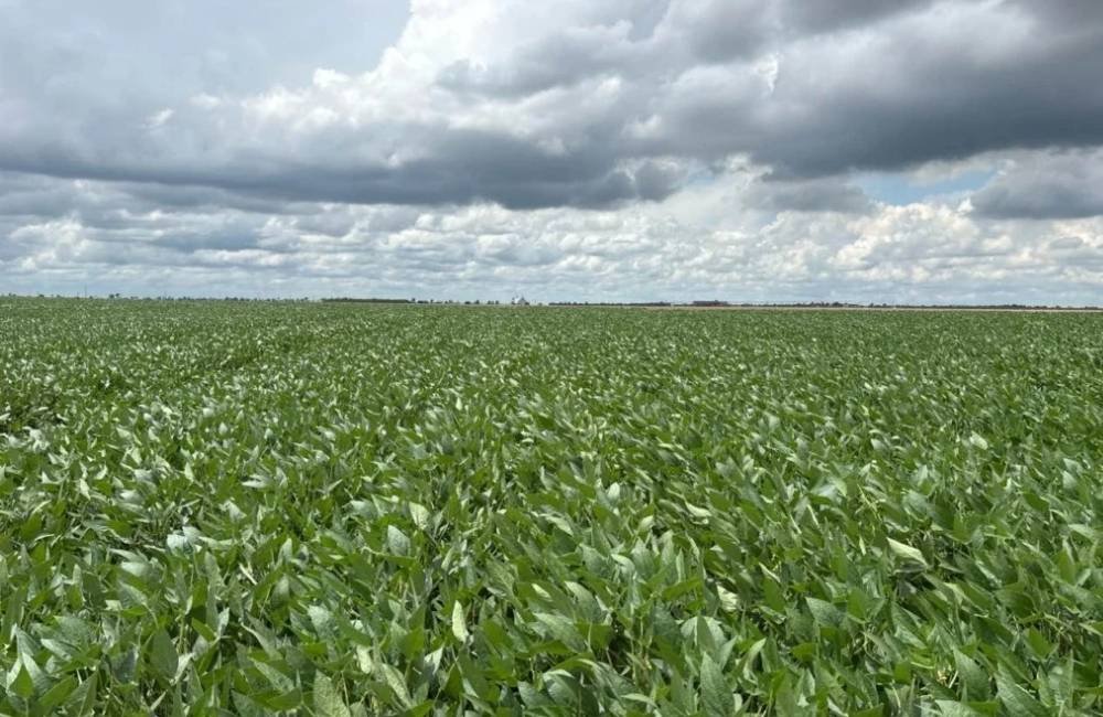 Remineralizador pode elevar produtividade da soja em até 12 sacas por hectare, aponta estudo