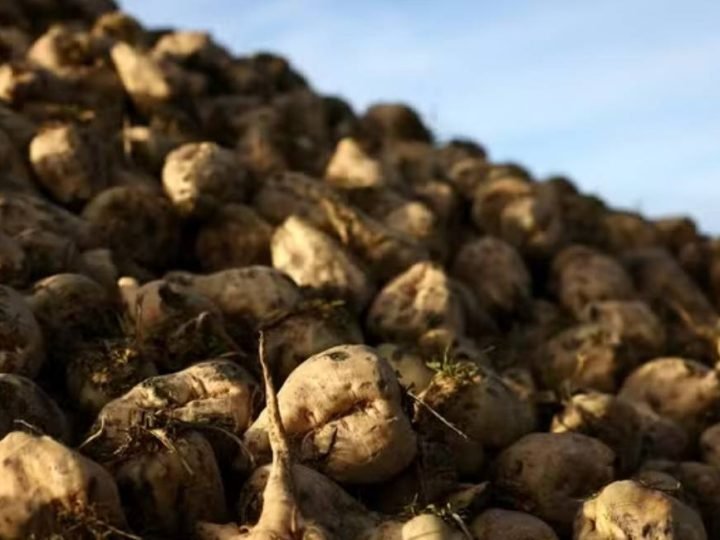 Seca na França ameaça safra de açúcar e acende alerta no mercado mundial