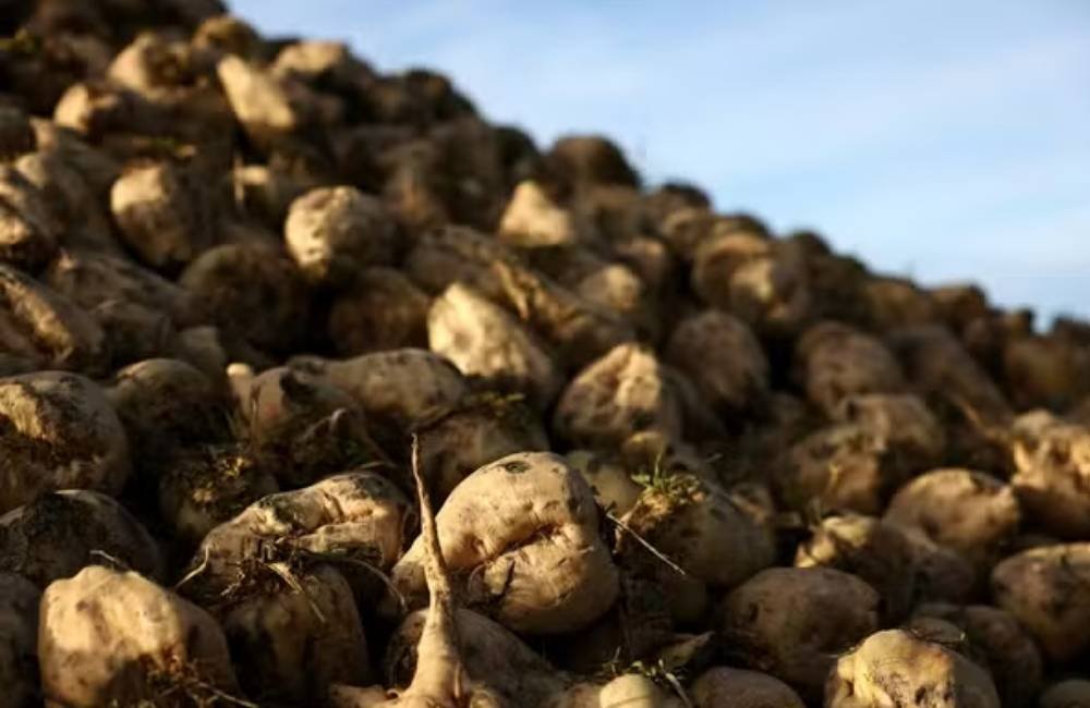 Seca na França ameaça safra de açúcar e acende alerta no mercado mundial