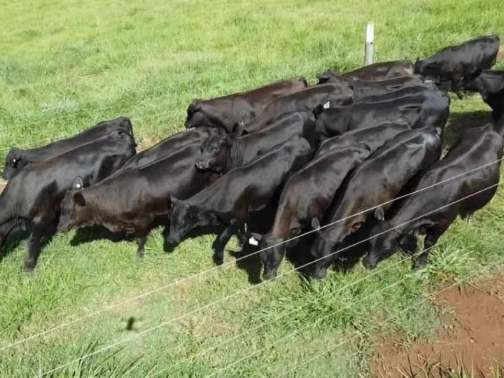 Senangus: nova raça aposta em carne premium e adaptação ao clima brasileiro