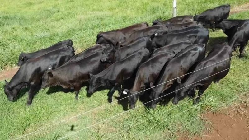 Senangus: nova raça aposta em carne premium e adaptação ao clima brasileiro